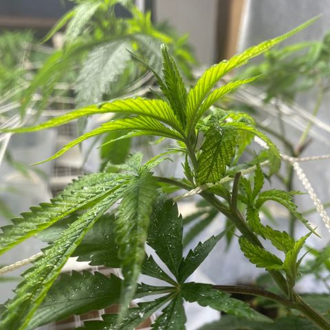 Critical (8/9) growlog photo: Everything is in full pray now. The deficiency is fading off (I hope) lots of new growth that’s dark green. 