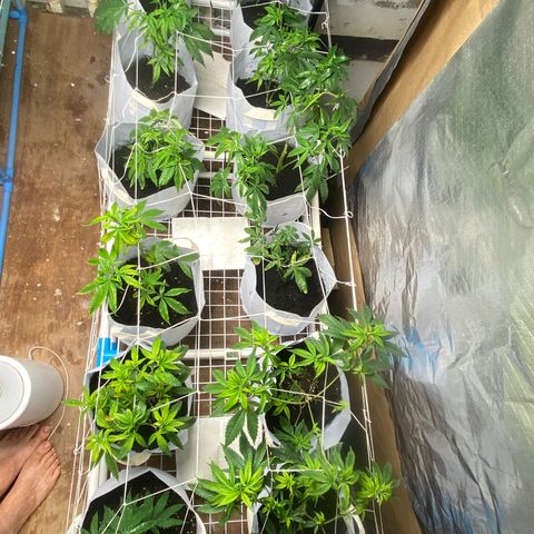 Critical (8/9) growlog photo: Everything is in full pray now. The deficiency is fading off (I hope) lots of new growth that’s dark green. 