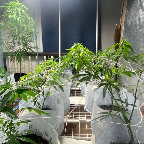 Critical (8/9) growlog photo: Everything is in full pray now. The deficiency is fading off (I hope) lots of new growth that’s dark green. 