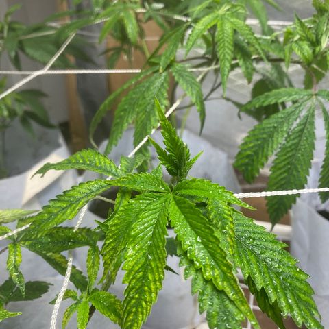 Critical (8/9) growlog photo: Everything is in full pray now. The deficiency is fading off (I hope) lots of new growth that’s dark green. 