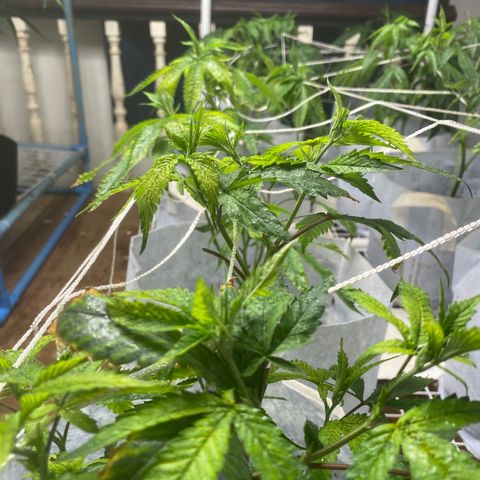 Critical (8/9) growlog photo: Everything is in full pray now. The deficiency is fading off (I hope) lots of new growth that’s dark green. 