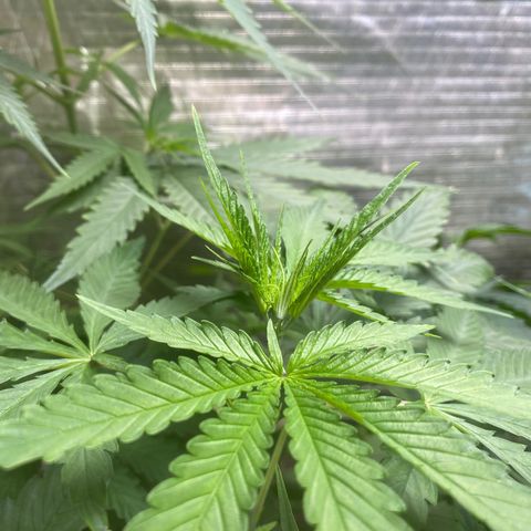 Malawi growlog timeline photo