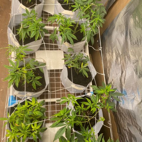 Critical (8/9) growlog photo: Lots of good growth, deficiencies are lessening but we ain’t out the woods yet. Keeping on feeding aerated compost tea, fresh brewing another batch as finished first.  