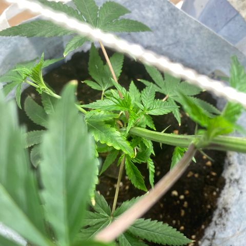 Critical (8/9) growlog photo: Lots of good growth, deficiencies are lessening but we ain’t out the woods yet. Keeping on feeding aerated compost tea, fresh brewing another batch as finished first.  