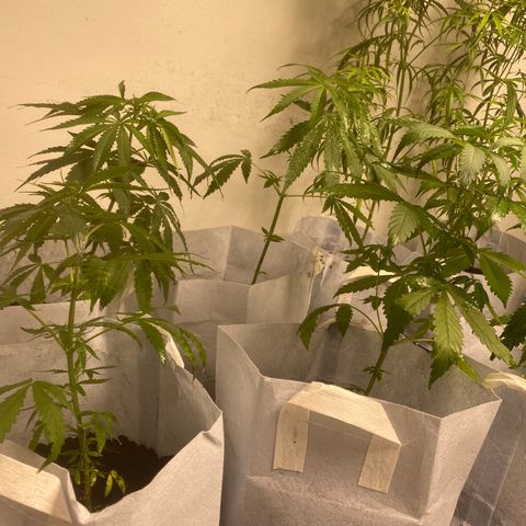 Malawi growlog photo: Flowering stock are in veg 2 now in 10gals, loving life 