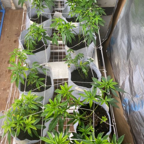 Critical (8/9) growlog timeline photo