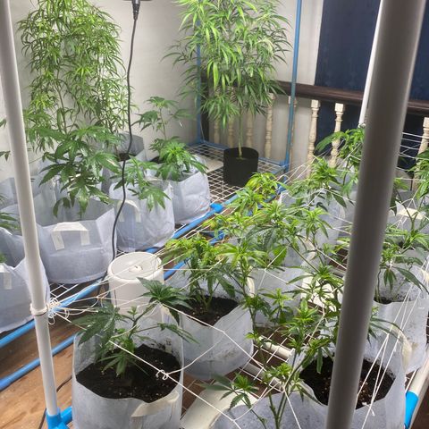 Critical (8/9) growlog timeline photo