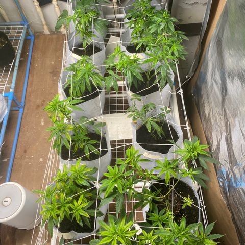 Critical (8/9) growlog timeline photo