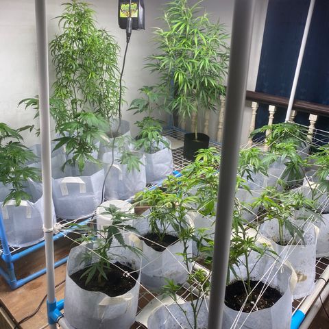 Critical (8/9) growlog timeline photo