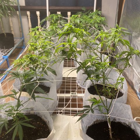 Critical (8/9) growlog timeline photo