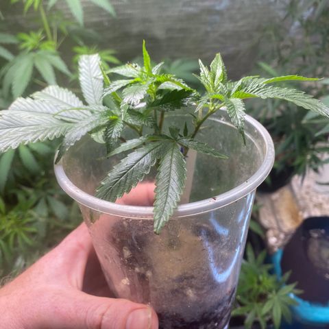 Critical (9/8) growlog photo: Loving life and thriving in veg 1 