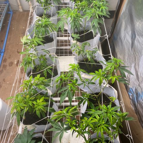 Critical (8/9) growlog photo: Feeding compost tea and around half of the bench are doing good, some is still grinch color and ain’t lush enough, just keeping on feeding, visible growth all over, super cropped all leaders and will top it all tomorrow. Maybe won’t need a full veg 3. Wait and see. Patience and persistence is key 