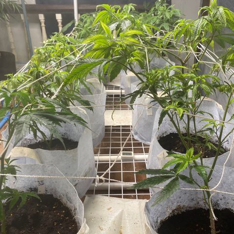 Critical (8/9) growlog photo: Feeding compost tea and around half of the bench are doing good, some is still grinch color and ain’t lush enough, just keeping on feeding, visible growth all over, super cropped all leaders and will top it all tomorrow. Maybe won’t need a full veg 3. Wait and see. Patience and persistence is key 