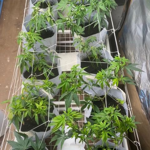 Critical (8/9) growlog timeline photo