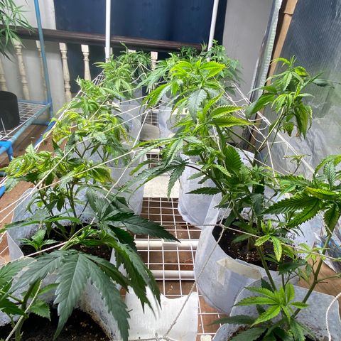Critical (8/9) growlog photo: Filling out bit by bit, jungle vibes 