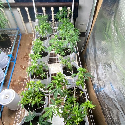 Critical (8/9) growlog photo: Filling out bit by bit, jungle vibes 