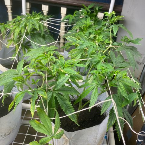 Critical (8/9) growlog timeline photo