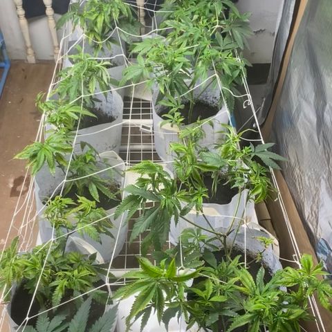 Critical (8/9) growlog timeline photo