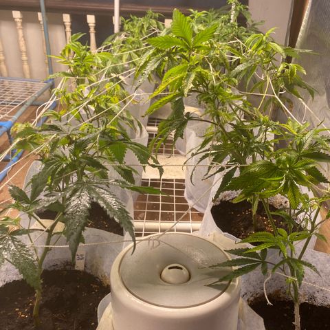 Critical (8/9) growlog timeline photo