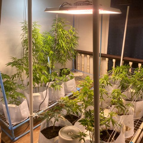 Critical (8/9) growlog timeline photo