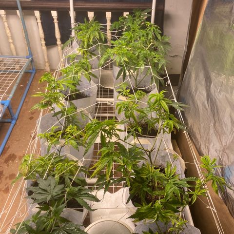 Critical (8/9) growlog timeline photo