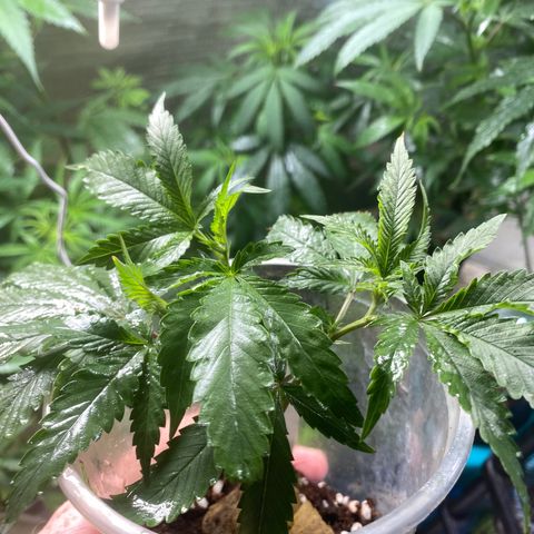 Critical (9/8) growlog timeline photo
