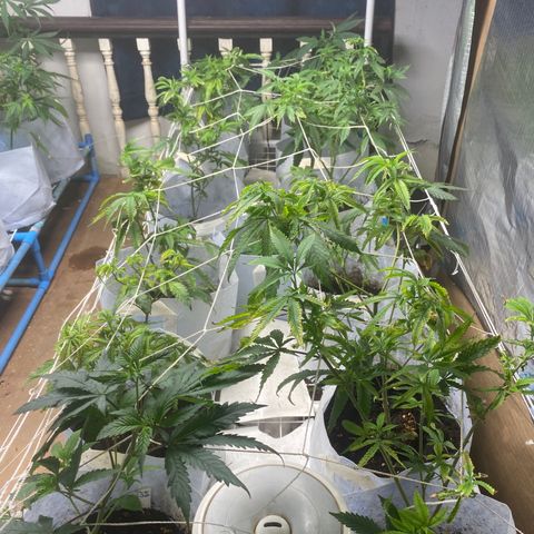 Critical (8/9) growlog timeline photo