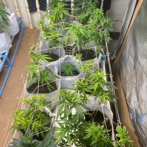 Critical (8/9) growlog timeline photo