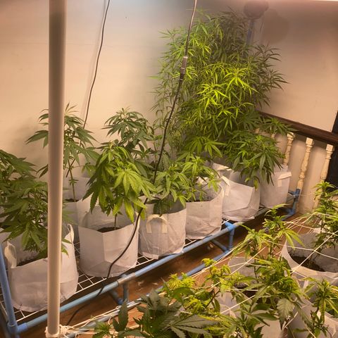 Malawi growlog timeline photo