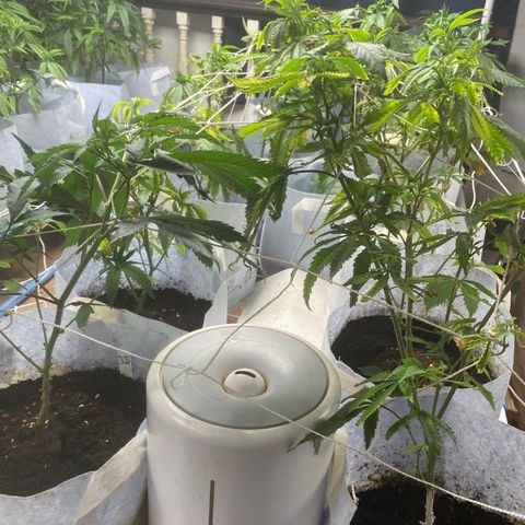 Critical (8/9) growlog timeline photo