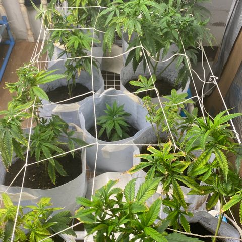 Critical (8/9) growlog timeline photo