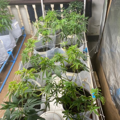 Critical (8/9) growlog timeline photo