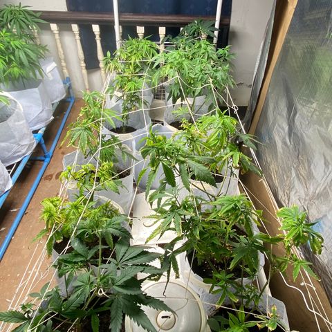 Critical (8/9) growlog timeline photo