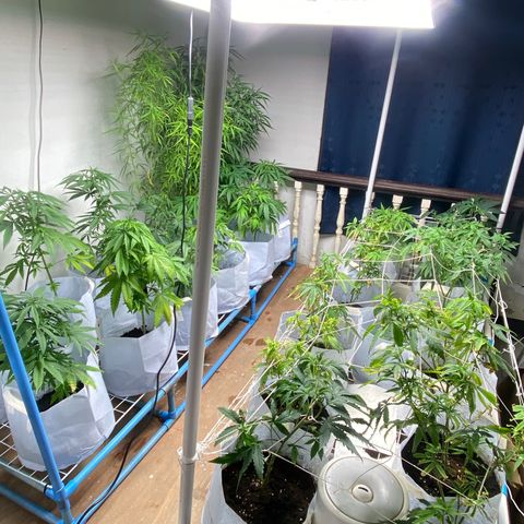 Critical (8/9) growlog timeline photo