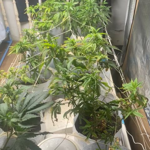 Critical (8/9) growlog timeline photo