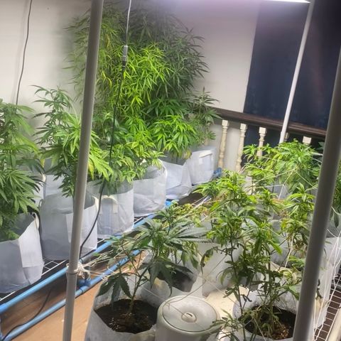 Critical (8/9) growlog timeline photo