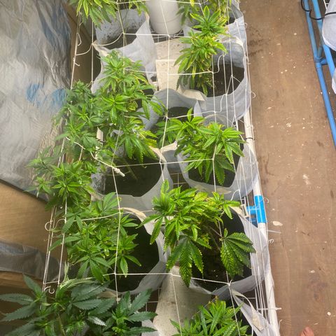 Critical (8/9) growlog timeline photo