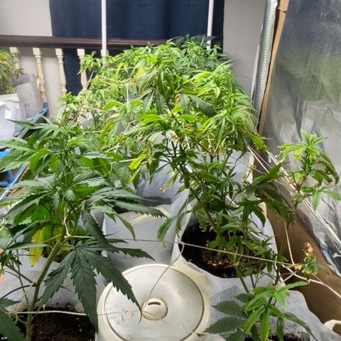 Critical (8/9) growlog timeline photo