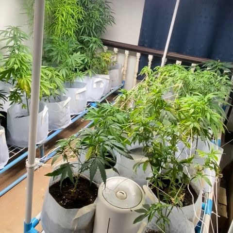 Critical (8/9) growlog timeline photo