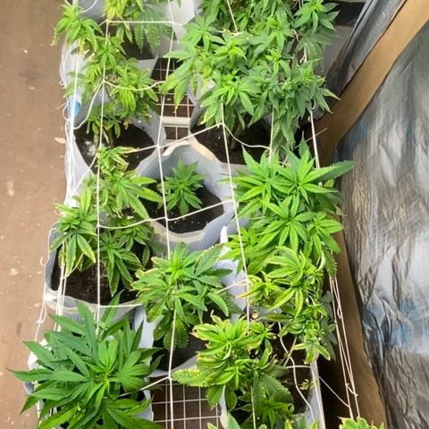Critical (8/9) growlog timeline photo