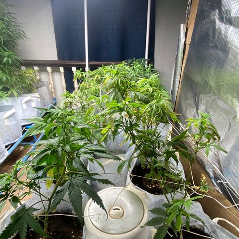 Critical (8/9) growlog timeline photo