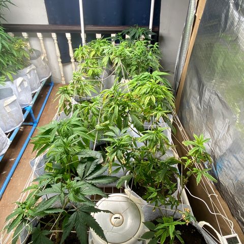 Critical (8/9) growlog timeline photo