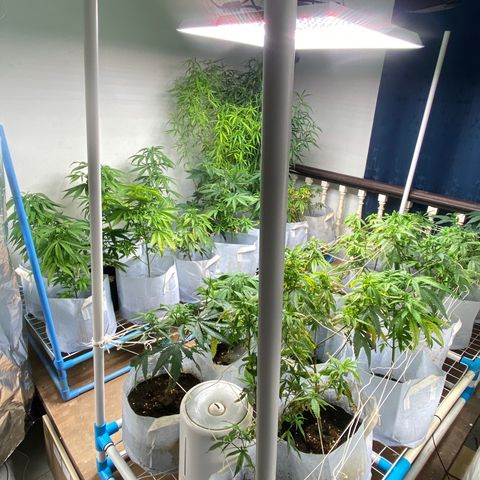 Critical (8/9) growlog timeline photo