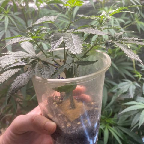 Critical (9/8) growlog timeline photo