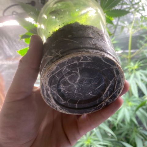 Critical (9/8) growlog timeline photo