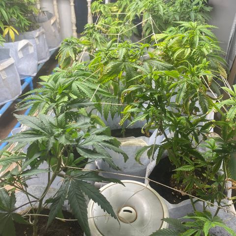 Critical (8/9) growlog timeline photo