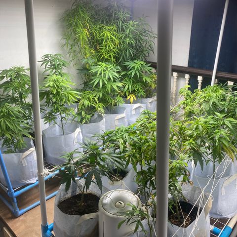 Critical (8/9) growlog timeline photo