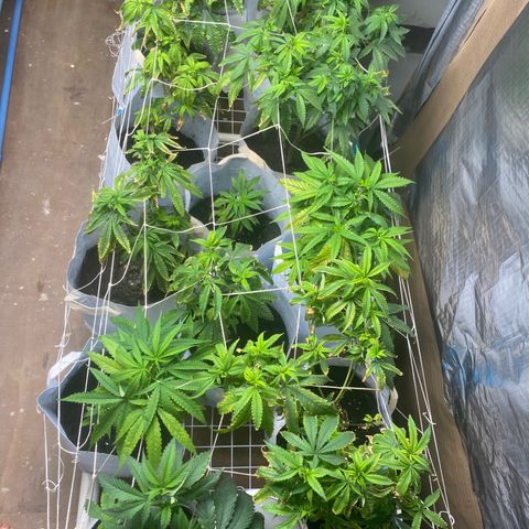 Critical (8/9) growlog timeline photo