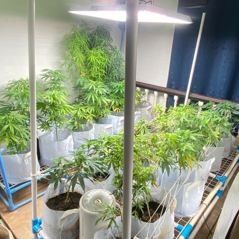 Critical (8/9) growlog timeline photo