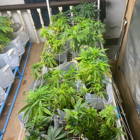 Critical (8/9) growlog timeline photo